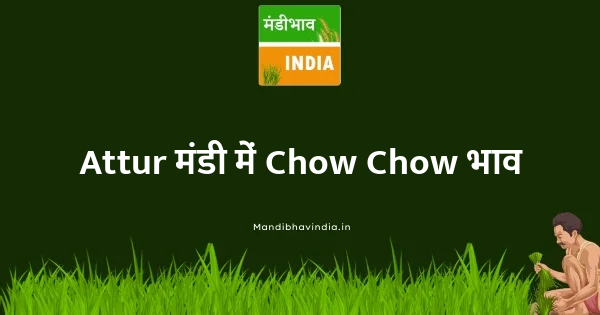 Chow Chow भाव